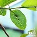 Yerbero - Whole Dried Guava Leaf | 8oz (226g) 80-120 Leaves - 60-70 Cups | (Te Hojas De Guayaba Enteras) | Crafted By Nature | Wildcrafted | All Natural Loose Laves Tea | Non-GMO | Caffeine free.