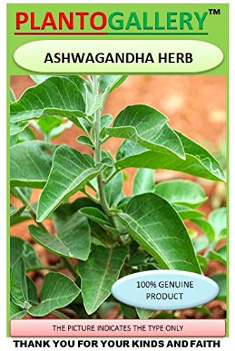 plantogallery Ashwagandha Organic Herb Seeds Pack of 50 to 100 Seeds each,,PPXBU237 (B089W9W2W9) Amazon Price History, Amazon Price Tracker