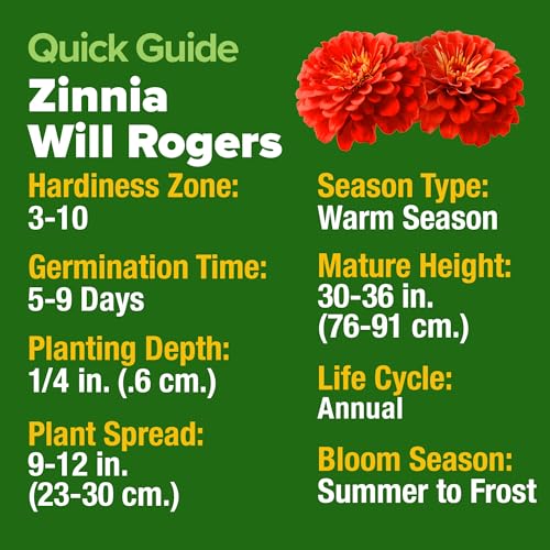 Image of HOME GROWN Will Rogers Zinnia Seeds - 150 Zinnia Flower Seeds for Planting Outdoors - Tall Zinnia Elegans Cut Flowers - Heirloom Non-GMO Zinnia Seeds for 2026