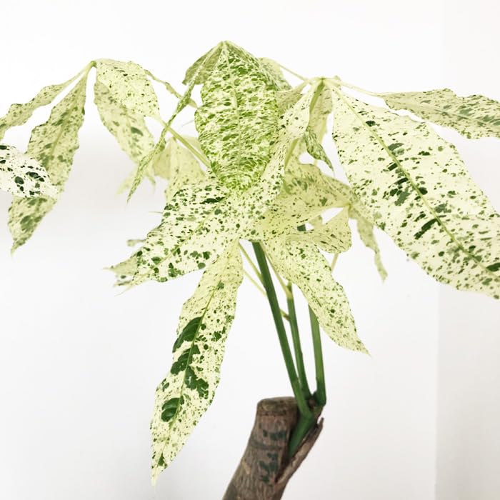 【現品】斑入りパキラ　パキラ　ミルキーウェイ　８号鉢　Ｓ5番 ☆【現品・現物】斑入りパキラ パキラ ミルキーウェイ 8号鉢 CA