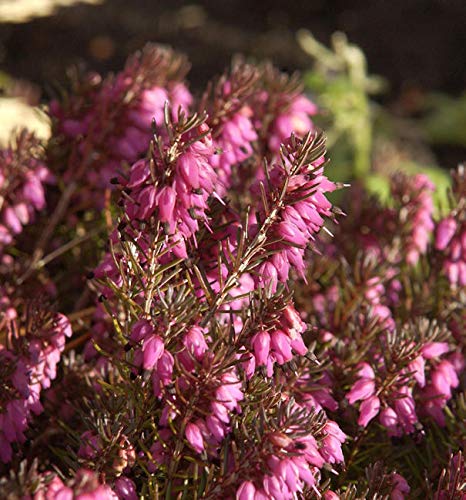 10x Winterheide Nathalie - Erica carnea - lebende Gartenpflanze aus den Baumschulen