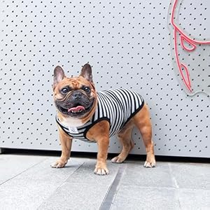 iChoue French Bulldog 100% Breathable Cotton Striped T Shirts Halloween Vest Clothes for Medium Dogs Tank Tops Frenchie Pug English Boston Terrier Pitbull Grey Black Stripes - Large iChoue French Bulldog 100 Breathable Cotton Striped T Shirts Halloween Vest Clothes for Medium Dogs Tank Tops Frenchie Pug English Boston Terrier Pitbull Grey Black Stripes Large