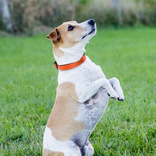 Joytale Halsband Hund, Gepolstertes Hundehalsband Breit aus Neopren Nylon Hundehalsband Verstellbar für Mittelgroße Hunde, Weich und Reflektierend Hundehalsbänder, M, Orange
