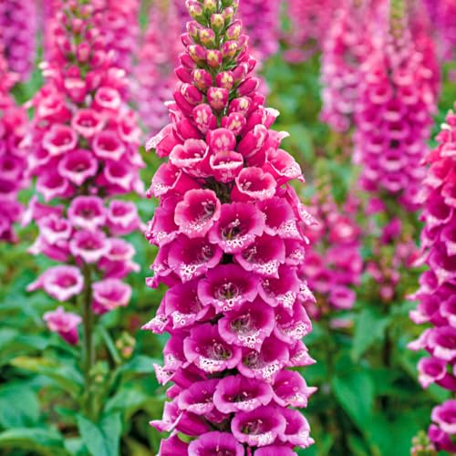 Direct Gardening Camelot Rose Foxglove Pink Flowering Perennial Starter Plant, 1 per Offer