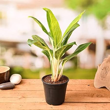 Mphmi Nurseryplant Aglaonema Brilliant - Plant