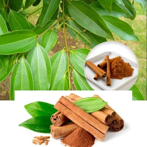 Image of Dalchini Plant, Cinnamomum cassia PlantSaplings, Dalchini Plant - Cinnamon Dalchini Spice Healthy PlantSaplings,CF SG01