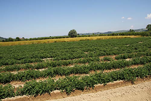 Mariangela Prunotto - Biologische Tomatensaus voor Pizza 340 gr - Image 3