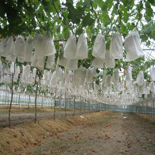 Evita plagas en tu huerto con 1000 bolsas de red para proteger frutas y plantas 3