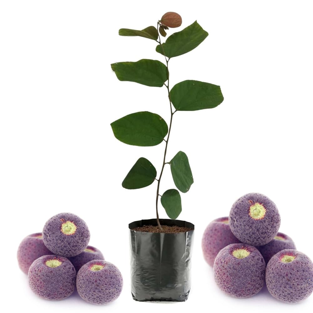 Bahan Traders Exclusive Dwarf Phalsa Fruit Plant Falsa Grewia Asiatica Hybrid Fruit Tree (Height 1.5-2 FT) - Pack of 1 (B0CT64F8KD) Amazon Price History, Amazon Price Tracker