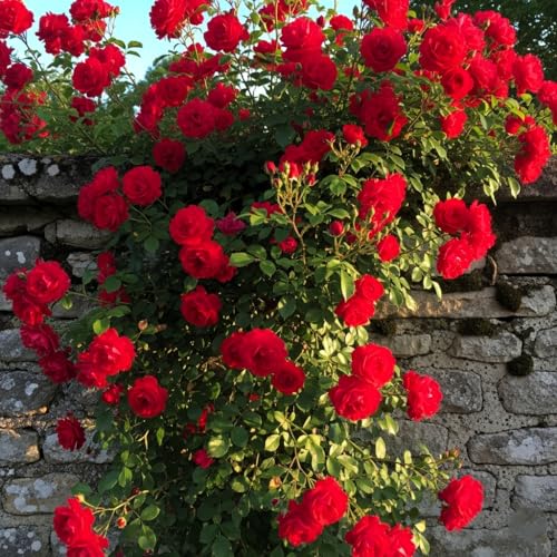 Image of Climbing Rose Hybrid Seeds Pack - Large Flowers- 70 Easy-to-Grow Seeds for Vibrant Blooms, Suitable for All Indian Climates (CRIMSON)
