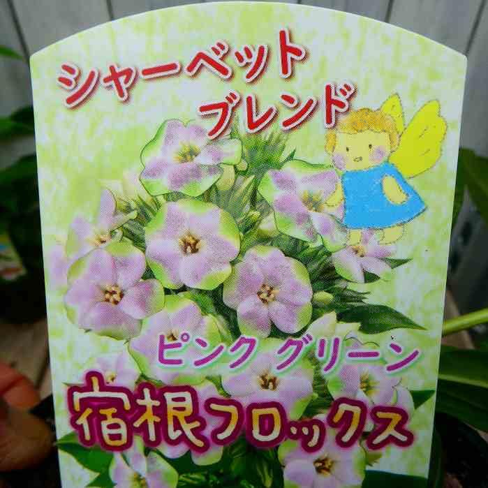Amazon.co.jp: 宿根フロックス 苗 シャーベットブレンド