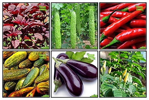 Creative Farmer Plant Gardening Combo Vegetable Seeds : Amaranthus(Red), Bittergourd, Bottlegourd, Cowpea (Anaswara), Brinjal, Bird Chilli -White Terrace Gardening