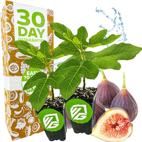 Chicago Hardy Fig Tree - Ficus carica by Wellspring Gardens - Hardy & Fruitful - Ideal for Gardens - Purple-Skinned Figs - Backyard Orchard - Edible Landscape Plant - Beginner Friendly (2-Pack)