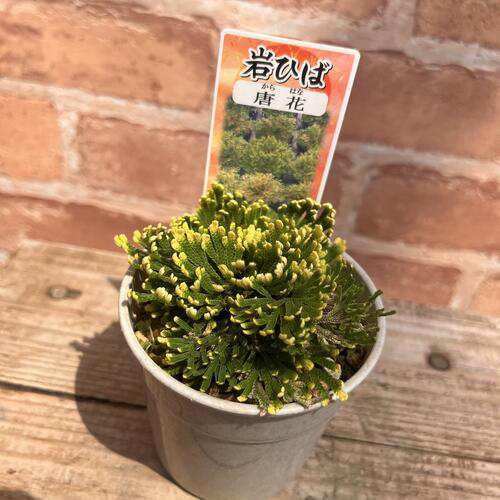 名品イワヒバ（24個まとめて） 名品イワヒバ（24個まとめて）①