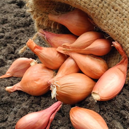 semillas de cebolla, bulbos de cebolla jardín cobertura del suelo bulbos invierno semillas, tradicionales jardín, hidropónicas para camas 400pcs