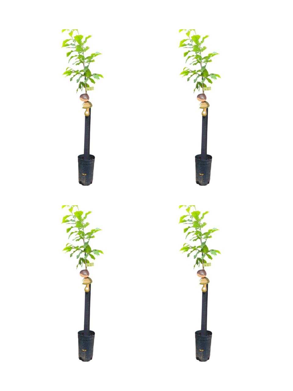 HIFAS- Árbol Frutal castaño. Pack de 4 árboles. Produce castañas grandes y setas (Boletus edulis). Altura 1-1,20m. Macetas de 3,5 litros. Variedad Bouche de betizac, injertado sobre castaño híbrido.