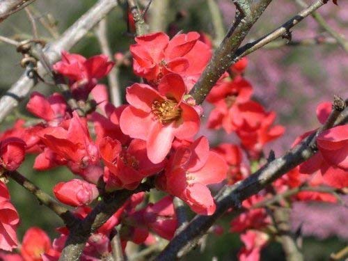 Chaenomeles Spitfire, Flowering Quince, 30PCS Seeds