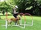 AnimoConcept Agility Run Hooper Agility Dog Accessoire