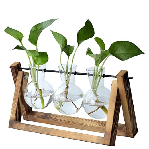 regalos originales para mujer terrario plantas naturales interior decorativas ideas regalos navidad regalo cumpleaños mujer personalizados amigo invisible divertidos parejas padres mama mujer joven