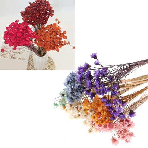 300PCS Flores Secas Pequeñas Margarita Estrella Brasileña miniatura 3