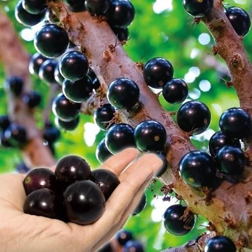 果樹苗 ジャボチカバ 四季成り大玉 1株/ 国華園 25年秋商品のサムネイル