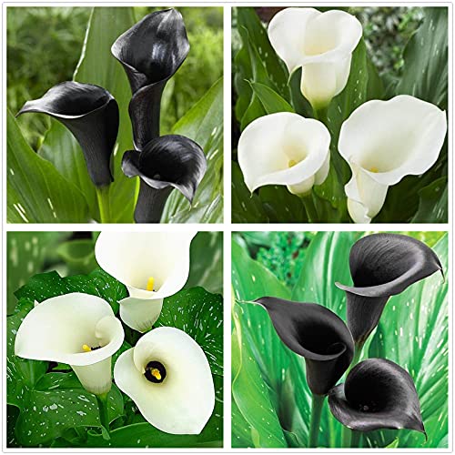 Lampadine di giglio di calla,Fiori che sbocciano,Piacevole alla,Pianta adesso,Pianta decorativa magica-3 Bulbi