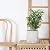 Pageqiu Plant Pots - Cement Planters Indoor - Modern Grey Flower Pot with Drainage Hole - Home Office Decor