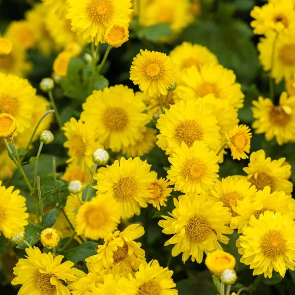OL Seeds - Chrysanthemum Babuna Yellow Flower Seeds (Pack of 40 Seeds) (B0BV3DNCJG) Amazon Price History, Amazon Price Tracker