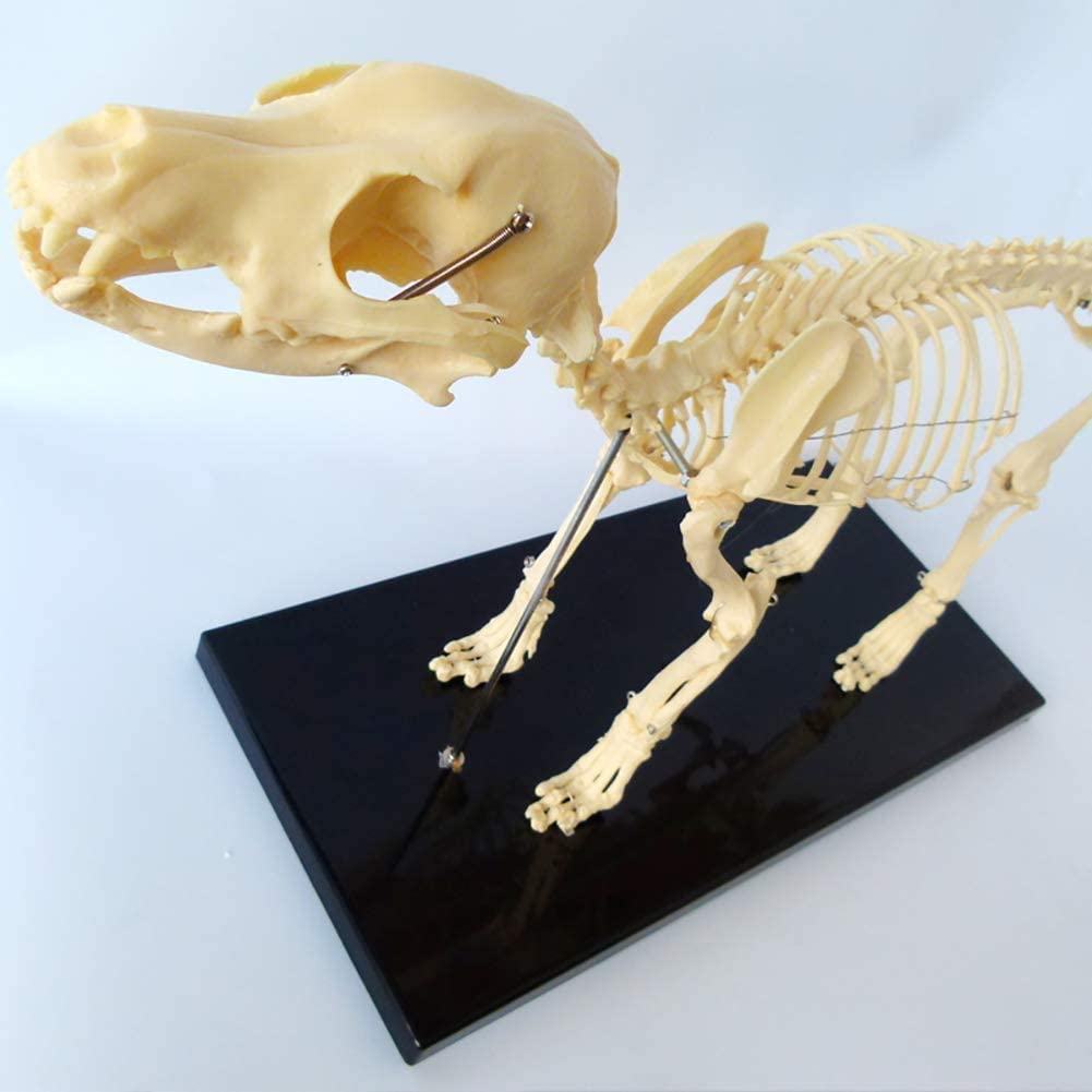 Model zwierzęcy, model szkieletu psa, znak szkieletu naturalnych szkieletów psów, anatomiczny model szkieletu psa do szkoły edukacyjnej