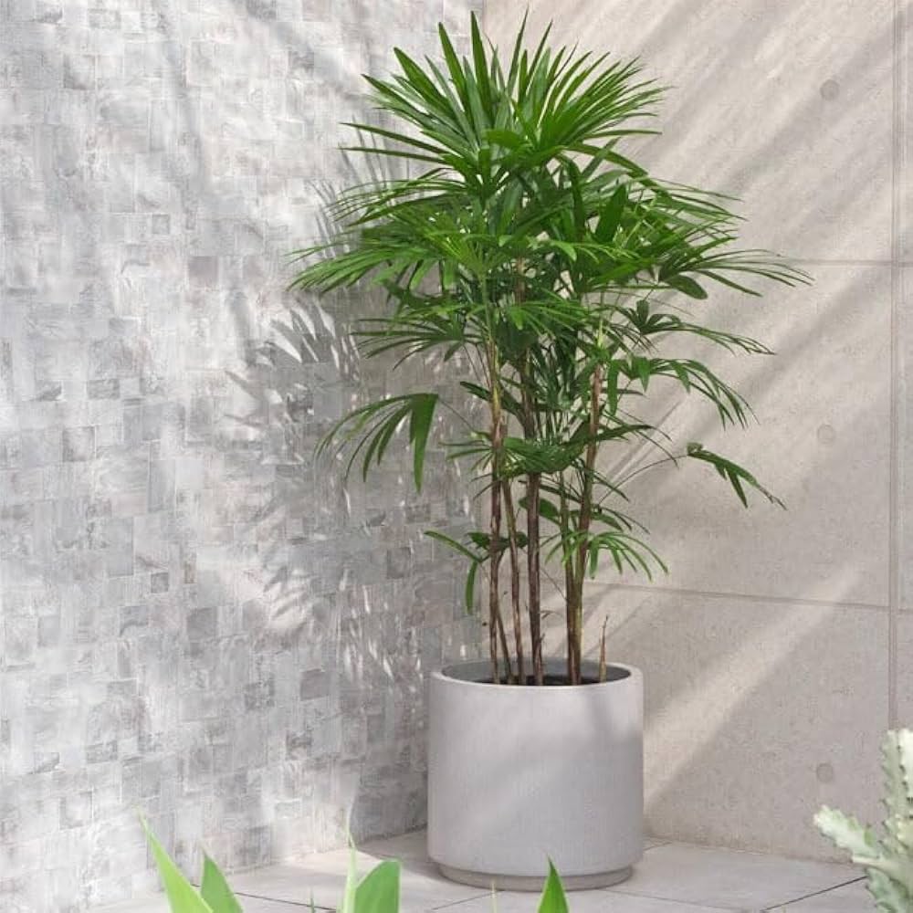 観葉植物 シュロ竹約1.5メートル 黒鉢 1.jpg?1501081781