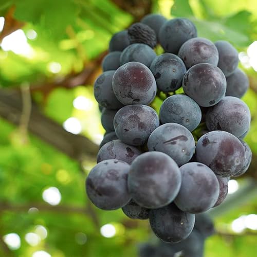 [令和8年産先行予約] 鶴岡市産 ピオーネ 約2kg(3〜5房) 佐藤農園