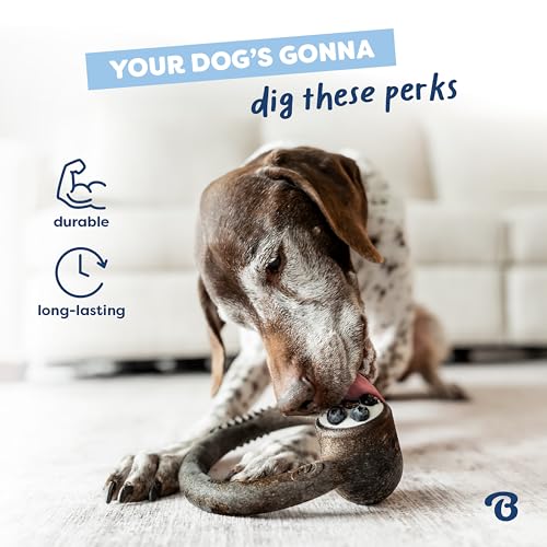 Image of Benebone Ring Dog Chew Toy for Aggressive Chewers, Blueberry, Medium | Durable, Super Chewer, Dog Bones, Long-Lasting, A Size for Every Dog, Keeps Them Busy