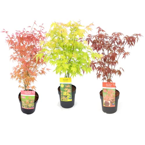 Plant in a Box - Set de 3 Erables du Japon résistants à l'hiver - Pot 19cm - Hauteur 60-70cm - Acer palmatum 'Atropurpureum', Beni Maiko' & 'Orange Dream