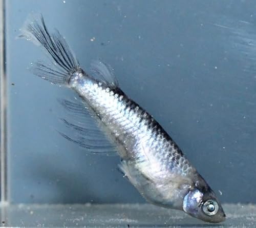 メダカ卵 銀閣20個＋α めだか卵20個+α 沖縄ストアのサムネイル