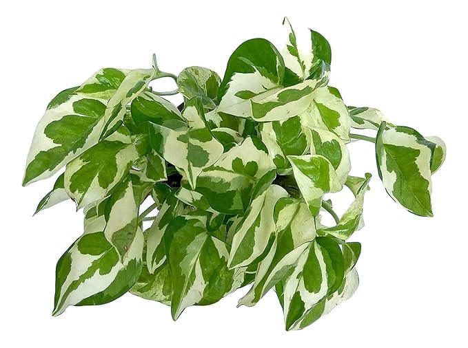 OCCIDENT Marble Money Plant Indoor Home Decor Plant Live Plant (Pack of 1) (Size 6-12 Inch Plant) With 4 Inch Premium Square Pot (1)-image-4