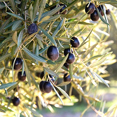 Perfect Plants Arbequina Olive Tree 3-4 Ft, Live Includes Special Blend Food, Planting Guide #TOP5