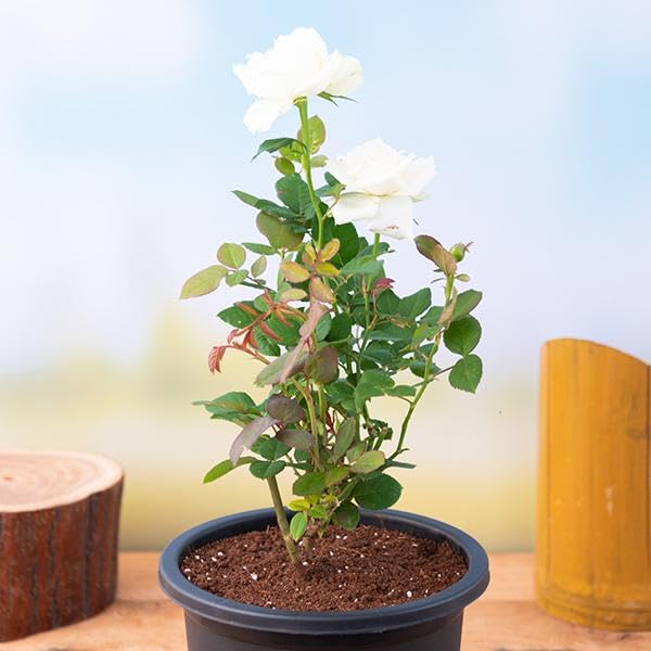 White rose plant live, live plant for white rose (pack of 2) (B0CV7WG8P1) Amazon Price History, Amazon Price Tracker
