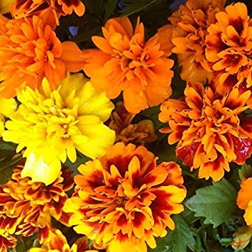Go Green Calendula Flower Seeds Mixed, Dwarf Figaro Mix, Double Flower (Pack of 50 Seeds) (B014V1J39C) Amazon Price History, Amazon Price Tracker