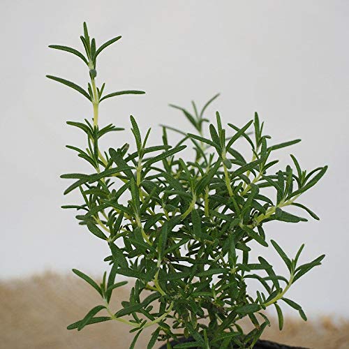 Amazon | ローズマリー 苗 【プロストラタス （半匍匐性タイプ ク