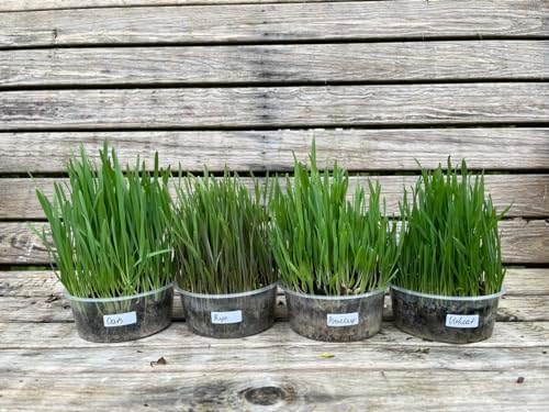 Ready-to-Eat Cat Grass Meadows – 4 Live Plants Ideal for Cats | 4 ... - Is Cat Grass A Natural Source Of Probiotics