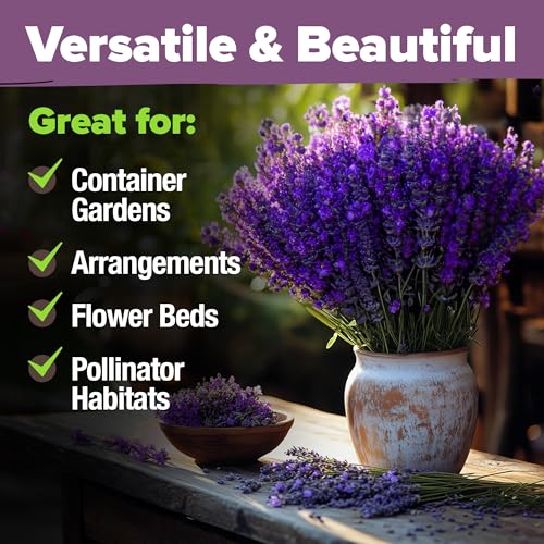 HOME GROWN Non GMO English Lavender Seeds 1,500+ Wildflower Seed for Planting Indoor/Outdoor, High Germination, Plant Flower Seeds (Lavandula antustifolia) - Image 4