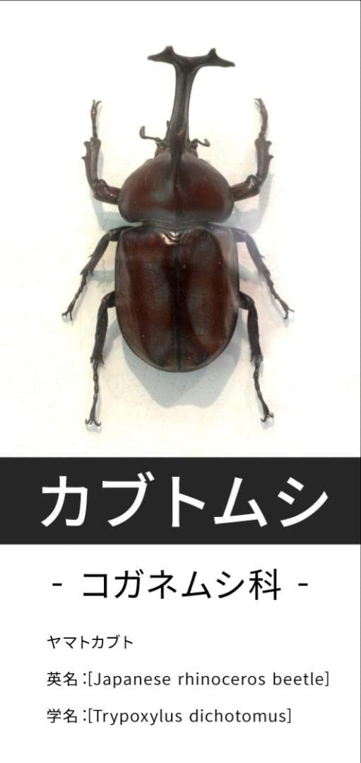Amazon.co.jp: カブトムシ コガネムシ 甲虫 図鑑 生物 理科 看板