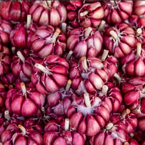 1 Pound Hard Neck Garlic for Planting in Fall, Red Chesnok Garlic Bulb for Planting, Fresh and High Yield, Cold Hardy, Planting Softneck Hardneck