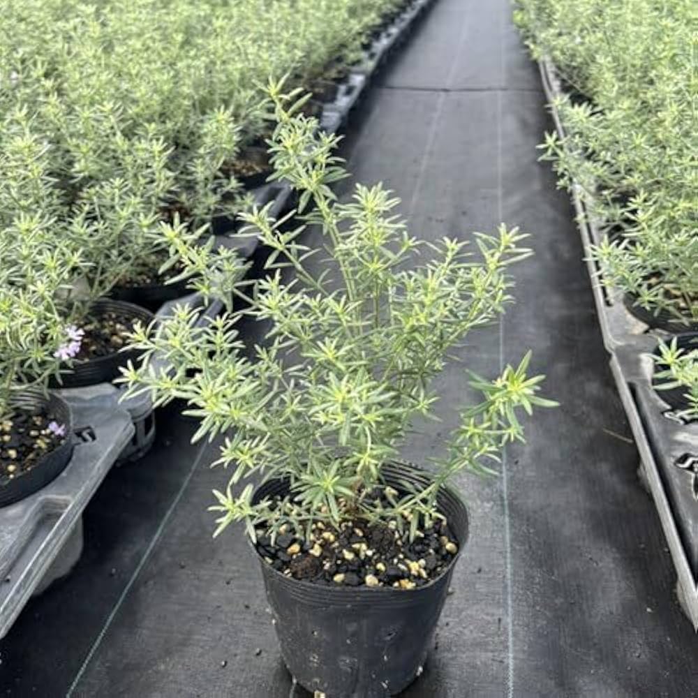 ウエストリンギア　/ 627 楽天市場】ウエストリンギア 緑葉白花 5号ポット苗