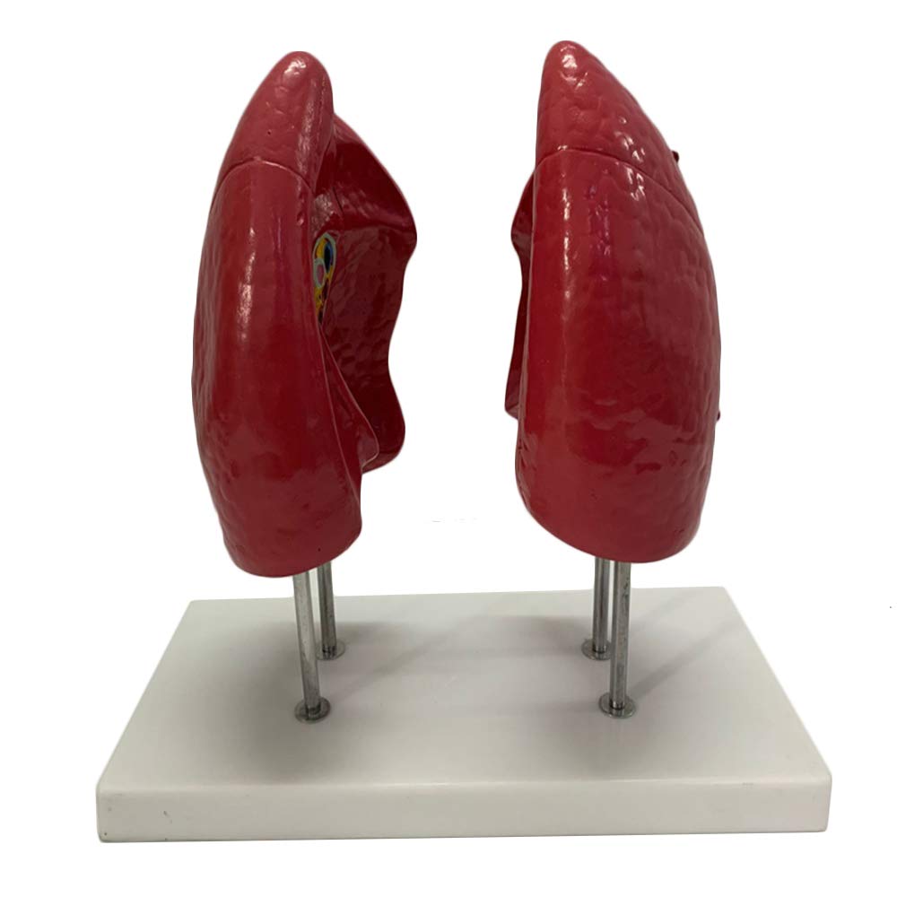 Model Anatomii Płuc Człowieka - Model Płuc W Rozmiarze Rzeczywistym 1:1 - Materiał Pvc Model Anatomiczny Narządów Ludzkich Model Trzewny - Do Nauki I Prezentacj,