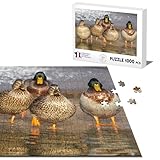 Dimensions : 68 x 48 cm Puzzle Classique 1000 pièces Famille Canard Sauvage Canetons Marche dans l\'eau Nature