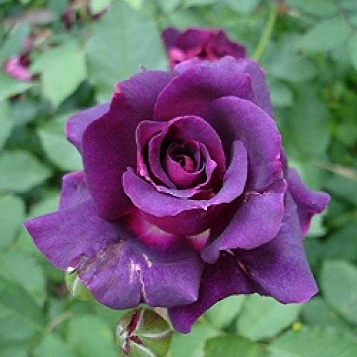 パープルローズ Amazon.com : 100 Pcs Purple Climbing Rose Seeds : Patio