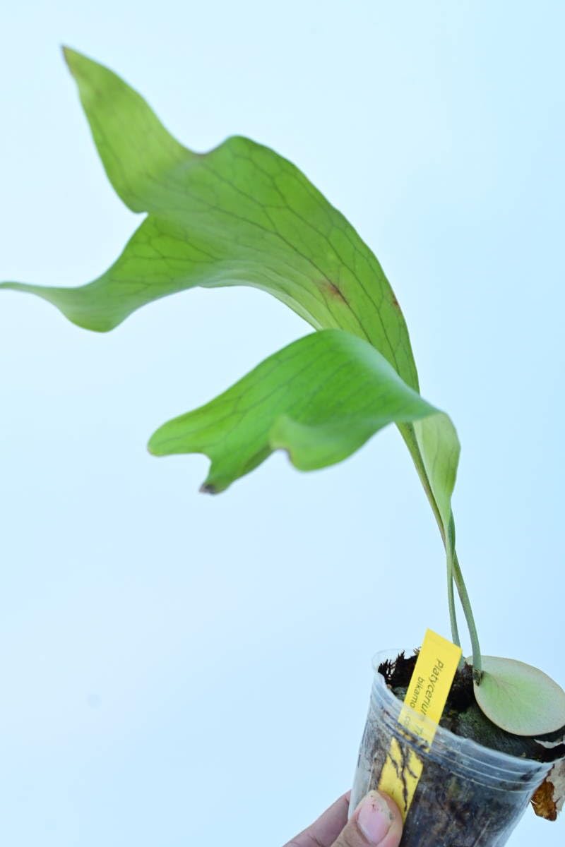 Amazon.co.jp: P.Trident(P.Mt Lewis × P.hillii) @bikamori.com