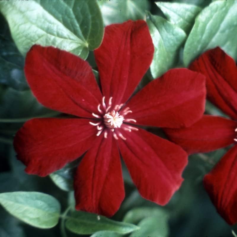 Clematis - Planta de vid viva, color rojo rubí profundo Clematis plantas de sombra en maceta de 2.5 pulgadas