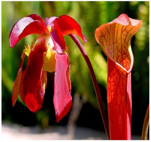 Seeds 5 Seeds - Red Pitcher Seeds Sarracenia Rubra Gulfensis Semi, sweet pitcher seeds of plants: Only Seeds